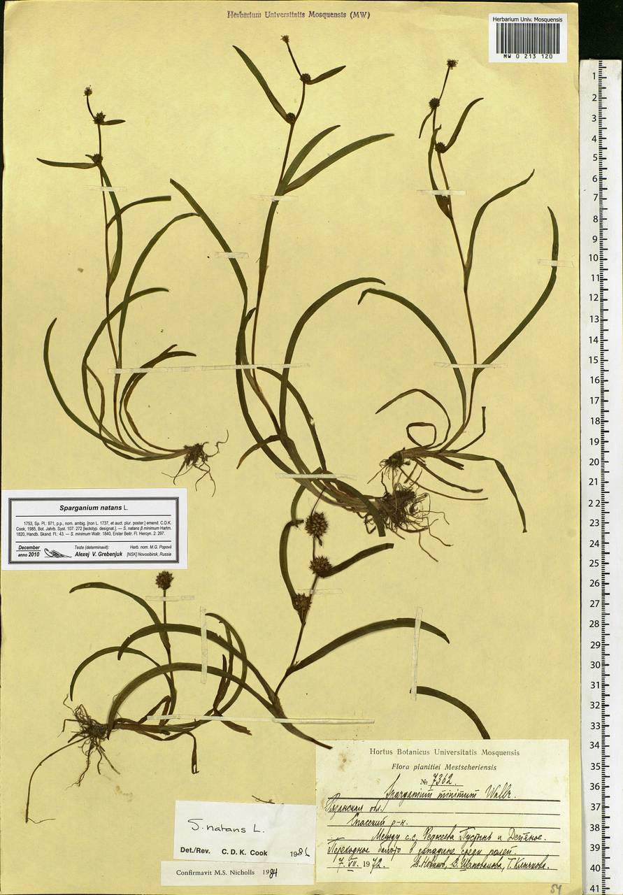 Sparganium natans L., Eastern Europe, Central region (E4) (Russia)