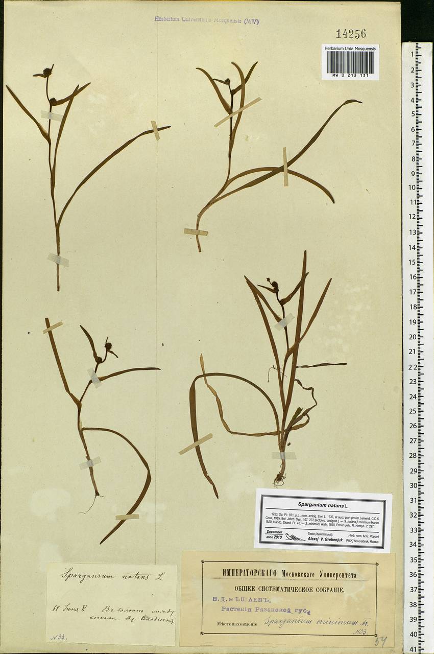 Sparganium natans L., Eastern Europe, Central region (E4) (Russia)