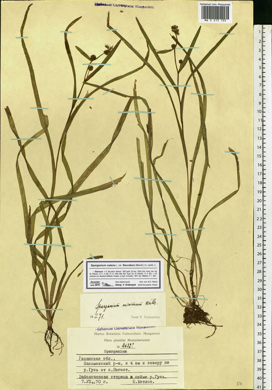 Sparganium natans L., Eastern Europe, Central region (E4) (Russia)