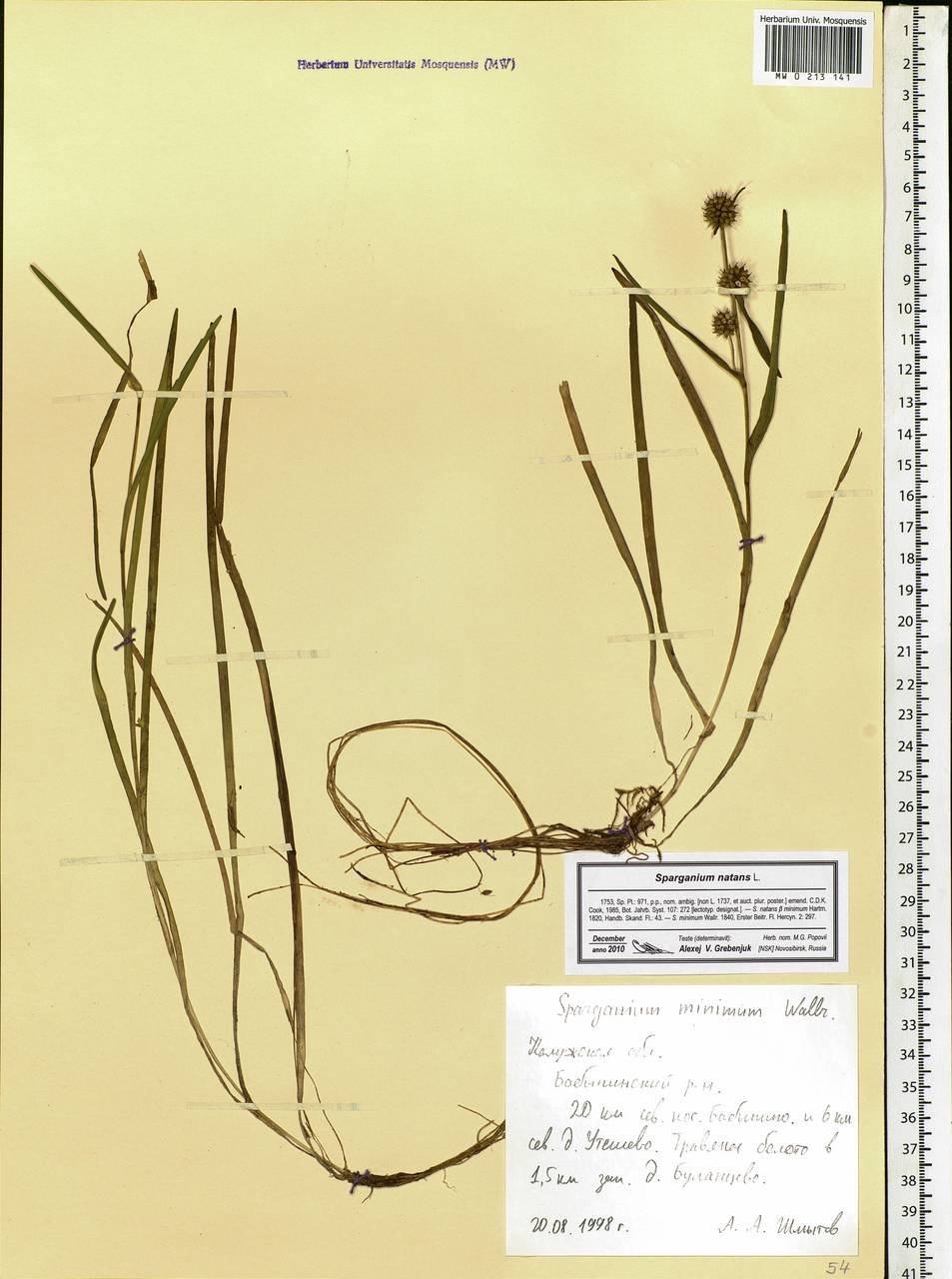 Sparganium natans L., Eastern Europe, Central region (E4) (Russia)