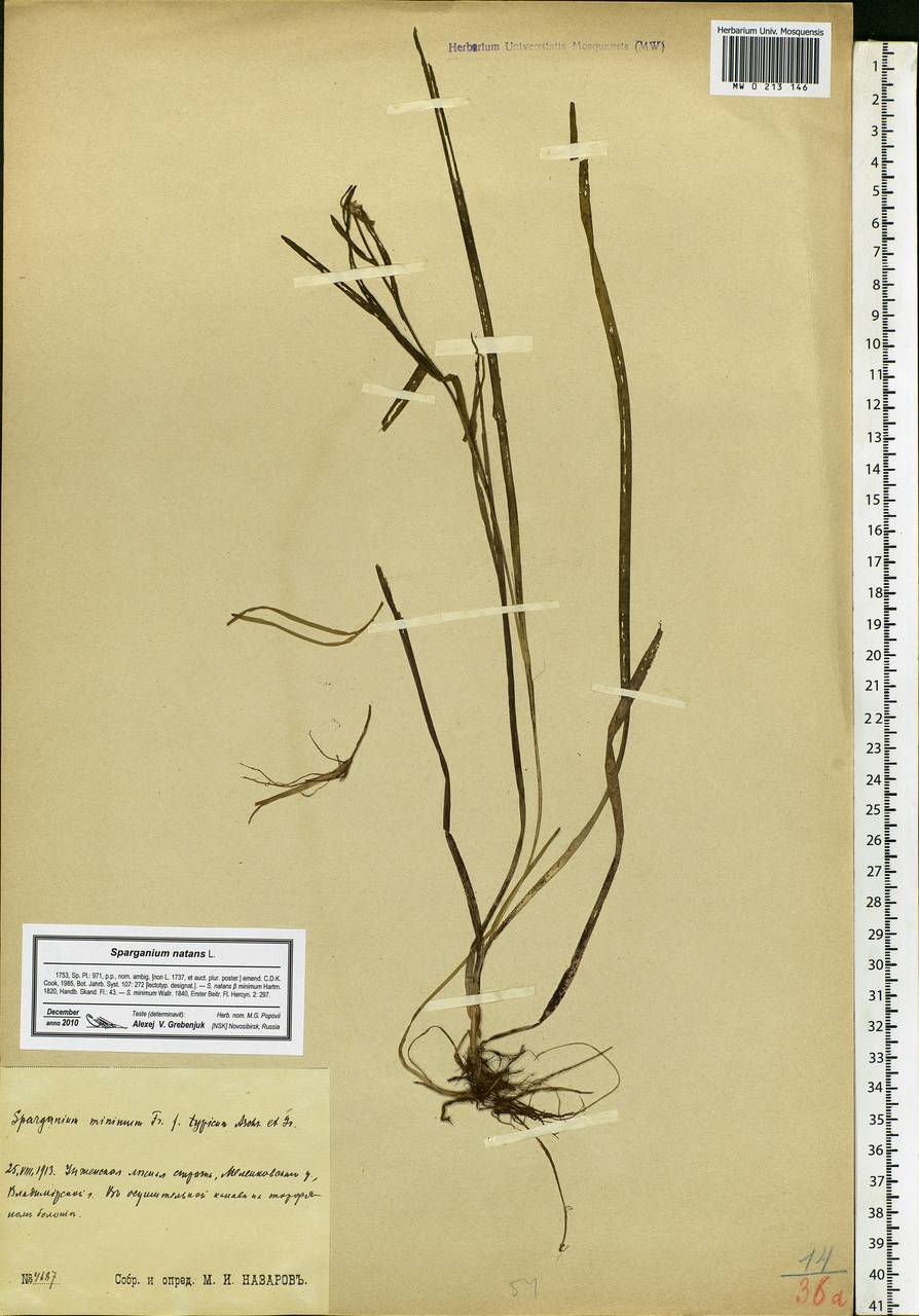 Sparganium natans L., Eastern Europe, Central region (E4) (Russia)