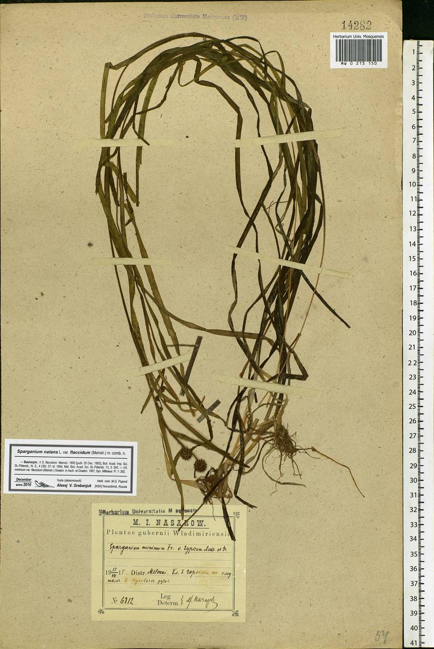 Sparganium natans L., Eastern Europe, Central region (E4) (Russia)