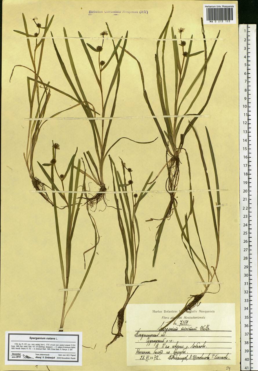 Sparganium natans L., Eastern Europe, Central region (E4) (Russia)