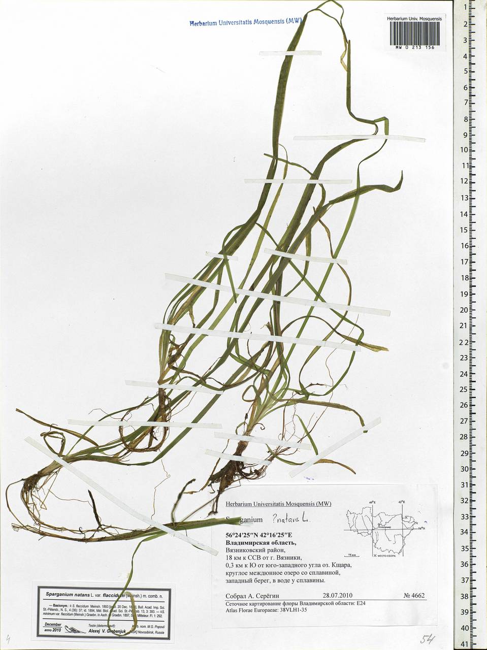 Sparganium natans L., Eastern Europe, Central region (E4) (Russia)