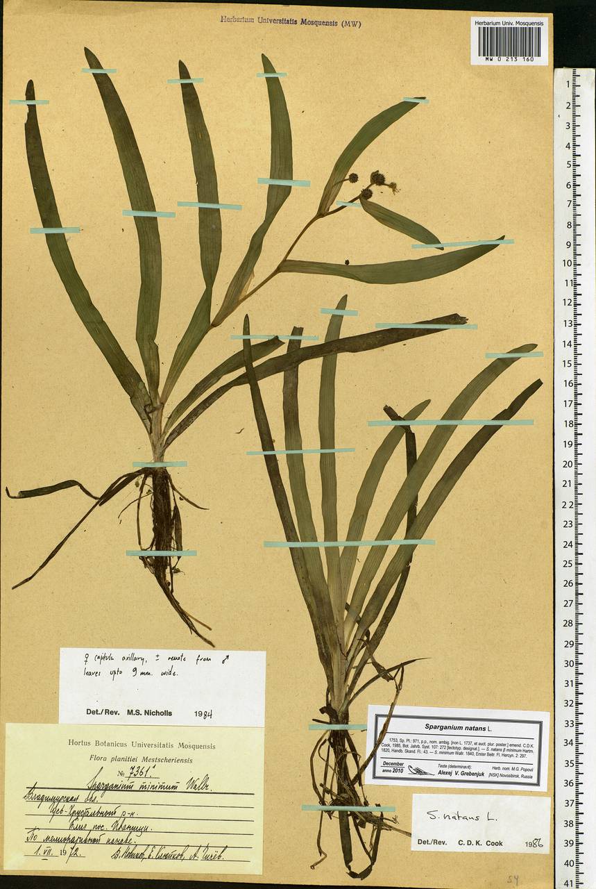 Sparganium natans L., Eastern Europe, Central region (E4) (Russia)