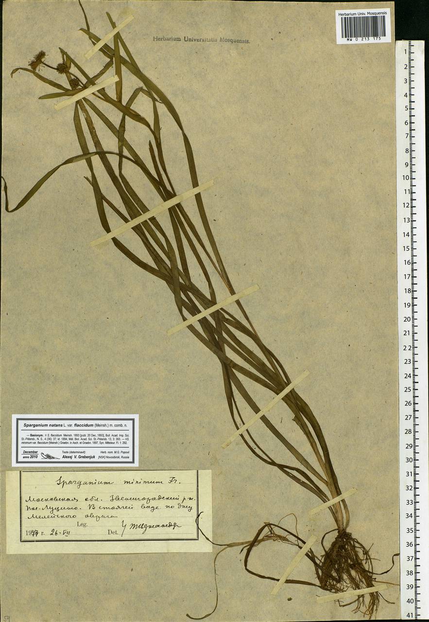 Sparganium natans L., Eastern Europe, Moscow region (E4a) (Russia)