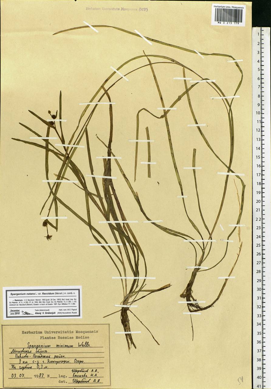 Sparganium natans L., Eastern Europe, Moscow region (E4a) (Russia)