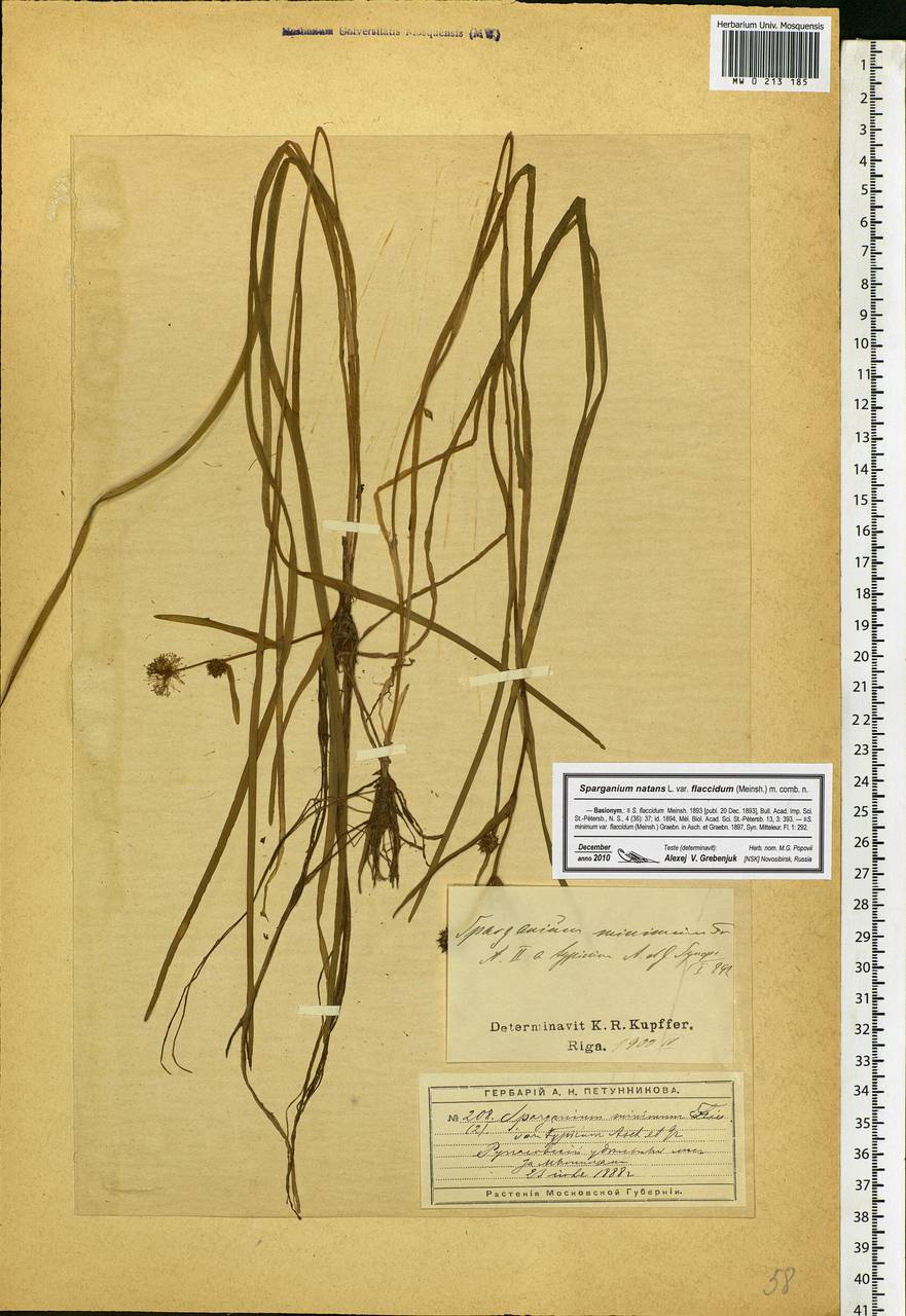 Sparganium natans L., Eastern Europe, Moscow region (E4a) (Russia)