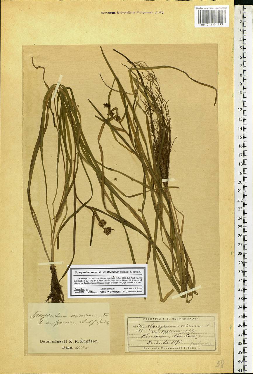 Sparganium natans L., Eastern Europe, Moscow region (E4a) (Russia)