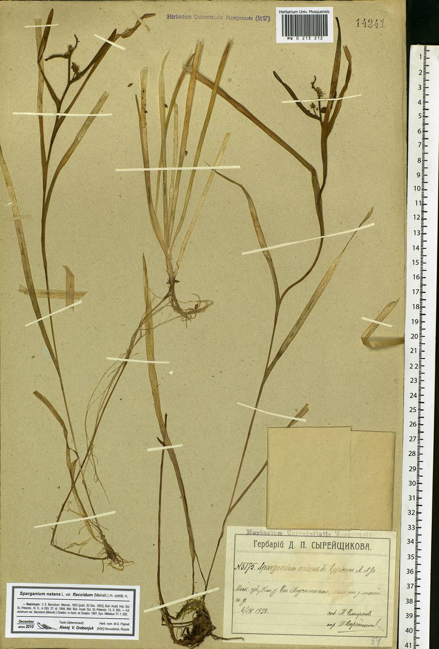 Sparganium natans L., Eastern Europe, Moscow region (E4a) (Russia)