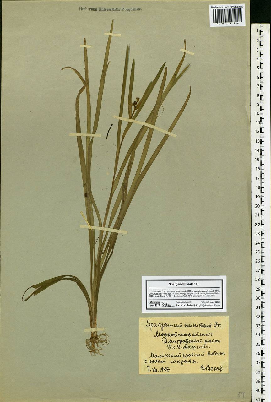 Sparganium natans L., Eastern Europe, Moscow region (E4a) (Russia)