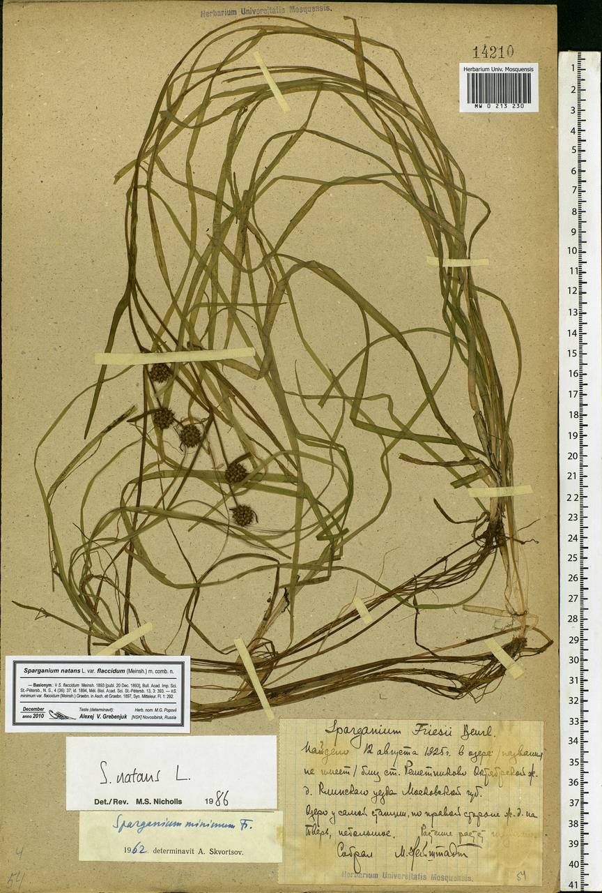 Sparganium natans L., Eastern Europe, Moscow region (E4a) (Russia)