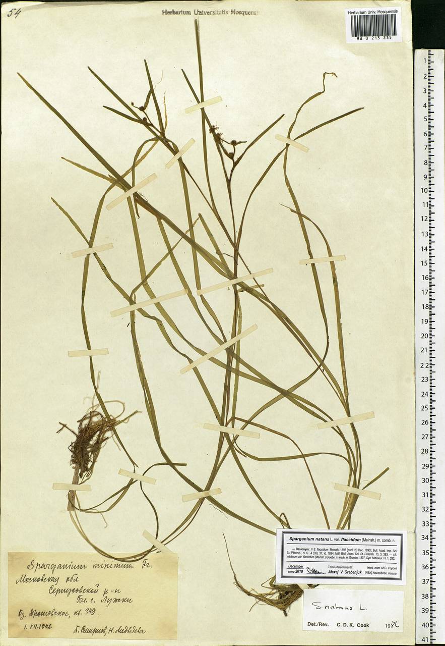 Sparganium natans L., Eastern Europe, Moscow region (E4a) (Russia)