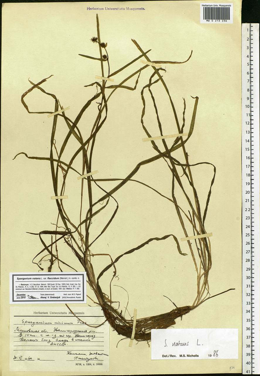 Sparganium natans L., Eastern Europe, Moscow region (E4a) (Russia)