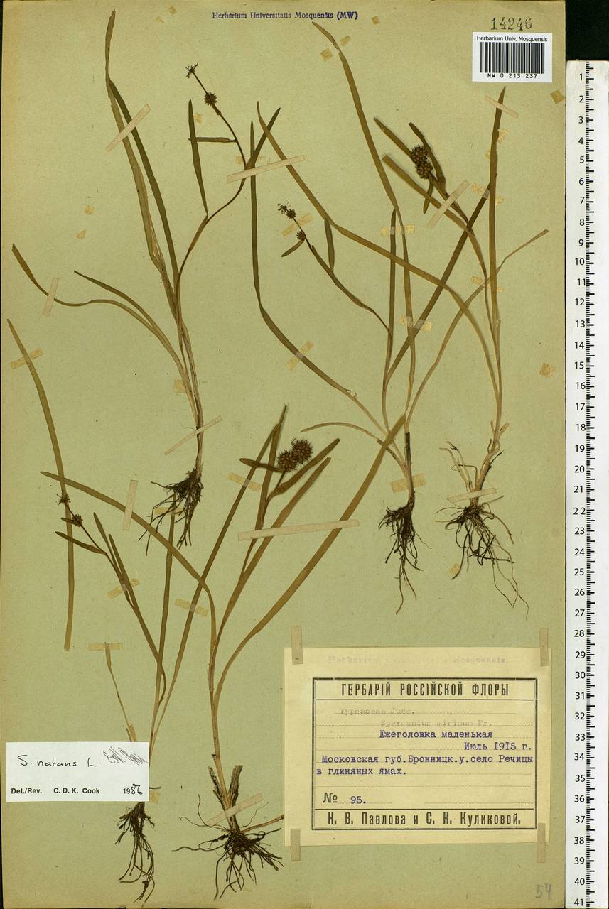 Sparganium natans L., Eastern Europe, Moscow region (E4a) (Russia)