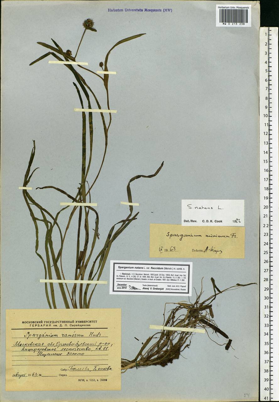 Sparganium natans L., Eastern Europe, Moscow region (E4a) (Russia)