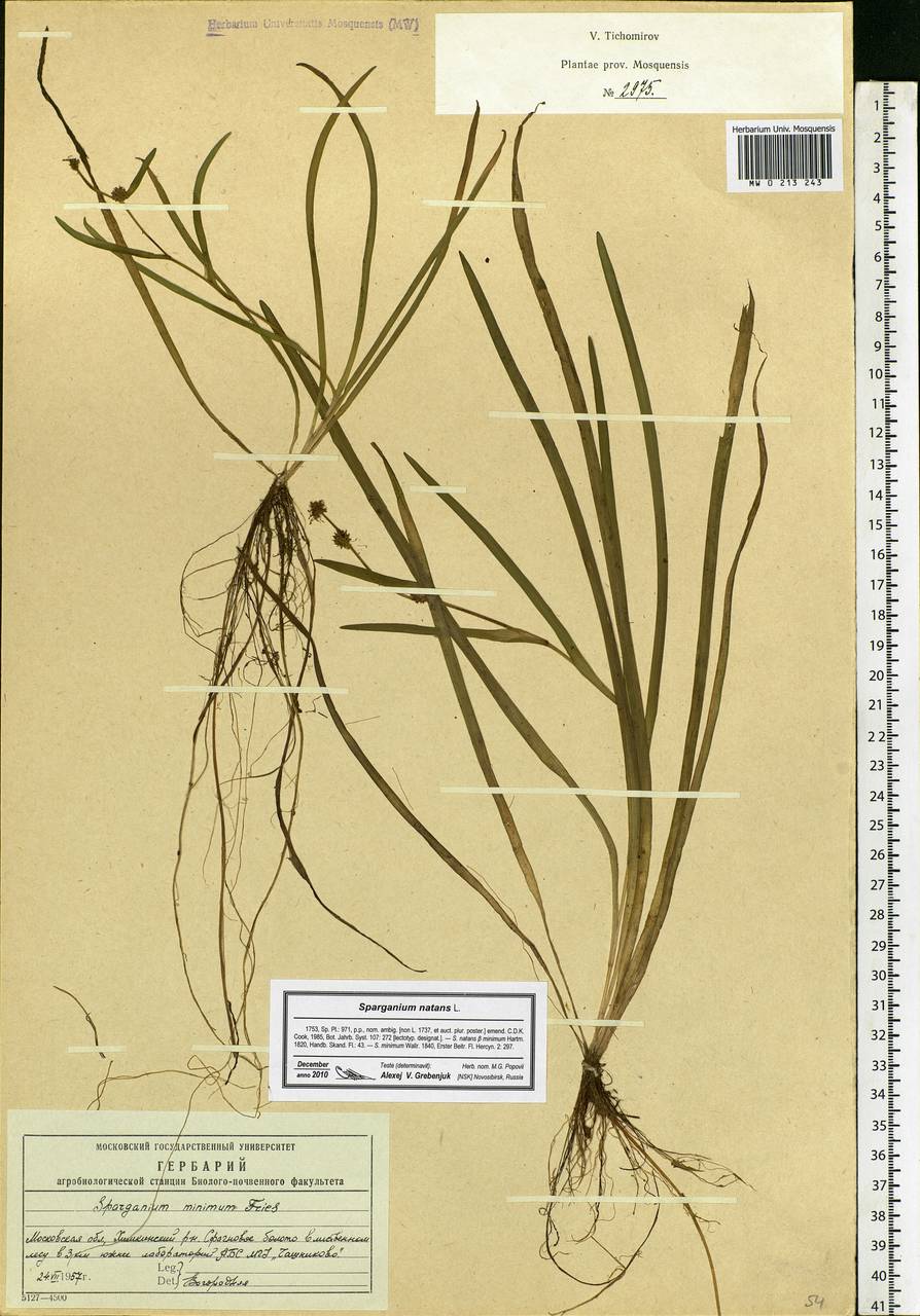 Sparganium natans L., Eastern Europe, Moscow region (E4a) (Russia)