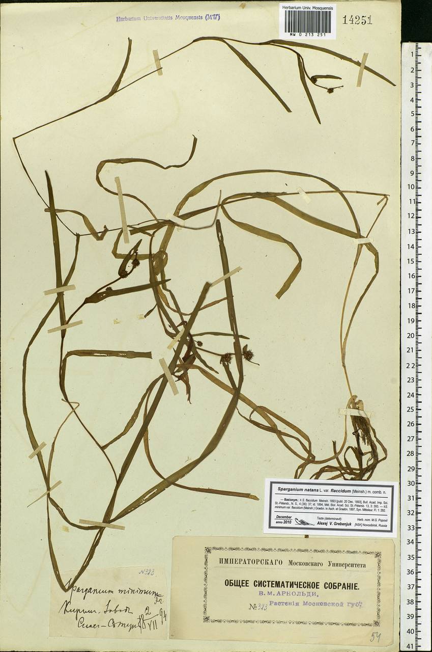 Sparganium natans L., Eastern Europe, Moscow region (E4a) (Russia)