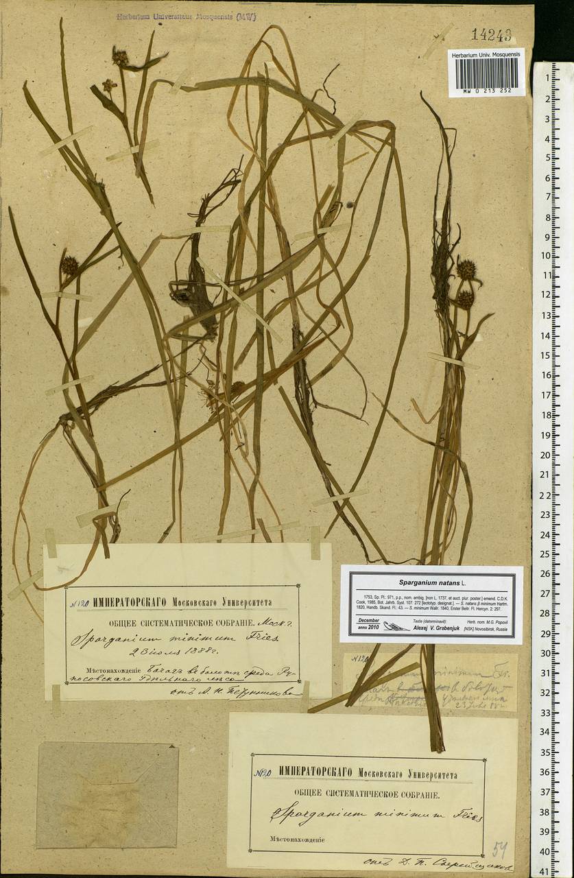 Sparganium natans L., Eastern Europe, Moscow region (E4a) (Russia)