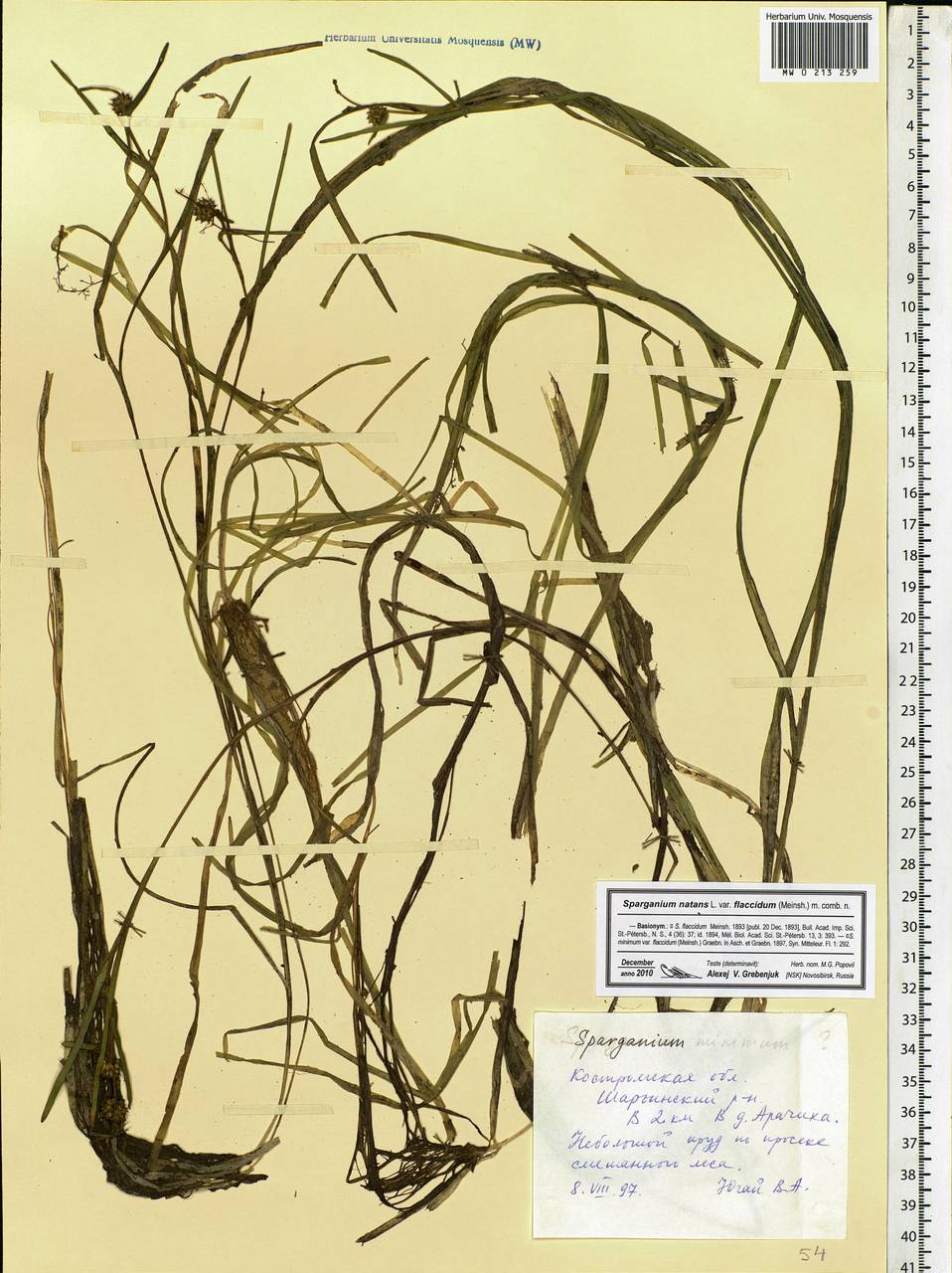 Sparganium natans L., Eastern Europe, Central forest region (E5) (Russia)