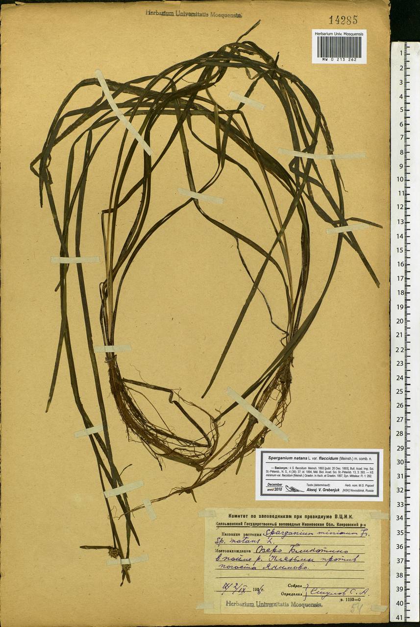 Sparganium natans L., Eastern Europe, Central forest region (E5) (Russia)