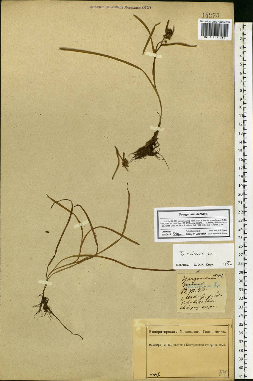 Sparganium natans L., Eastern Europe, Central forest region (E5) (Russia)