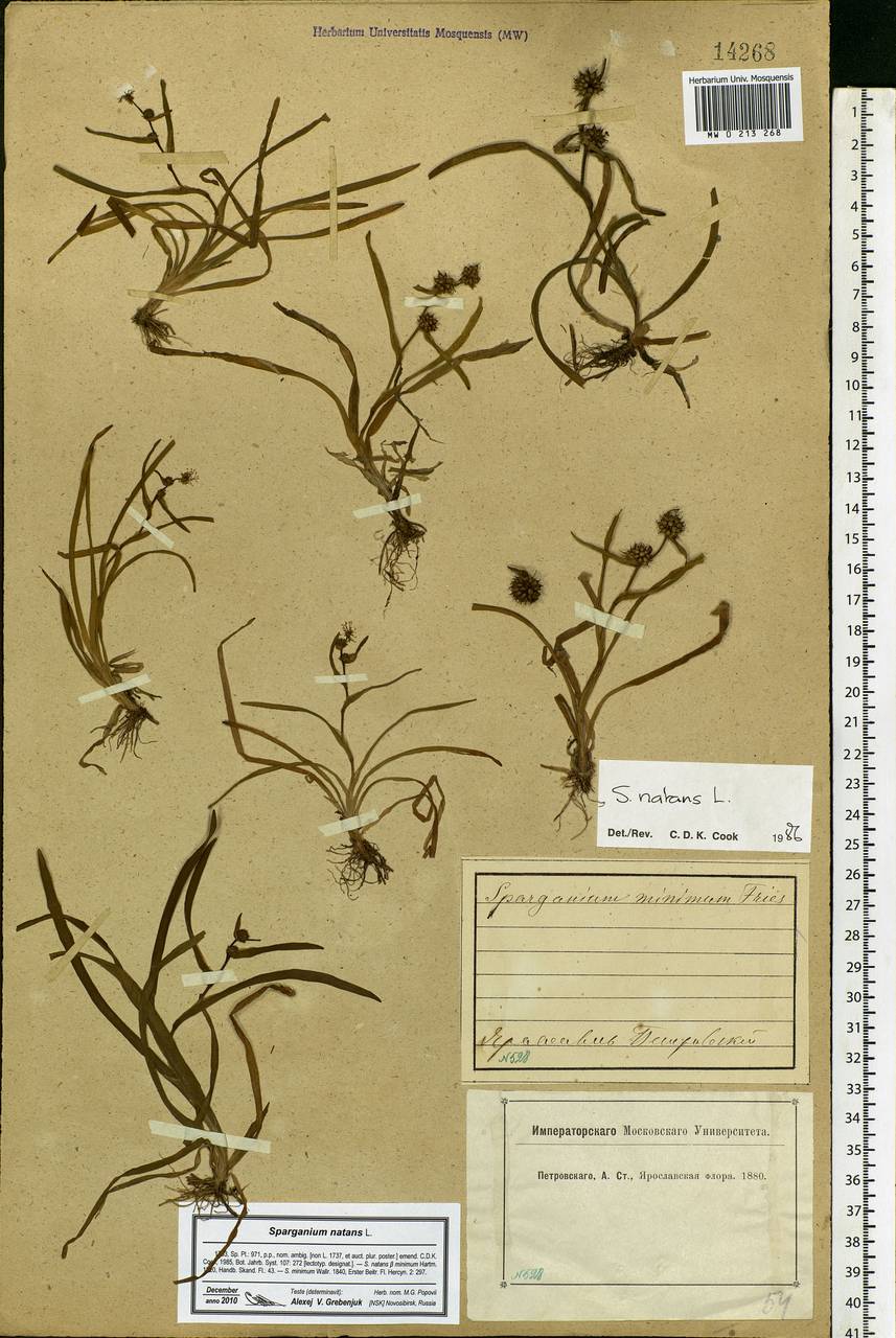 Sparganium natans L., Eastern Europe, Central forest region (E5) (Russia)