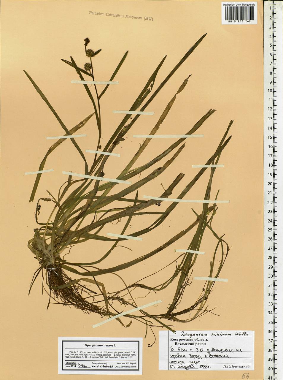 Sparganium natans L., Eastern Europe, Central forest region (E5) (Russia)
