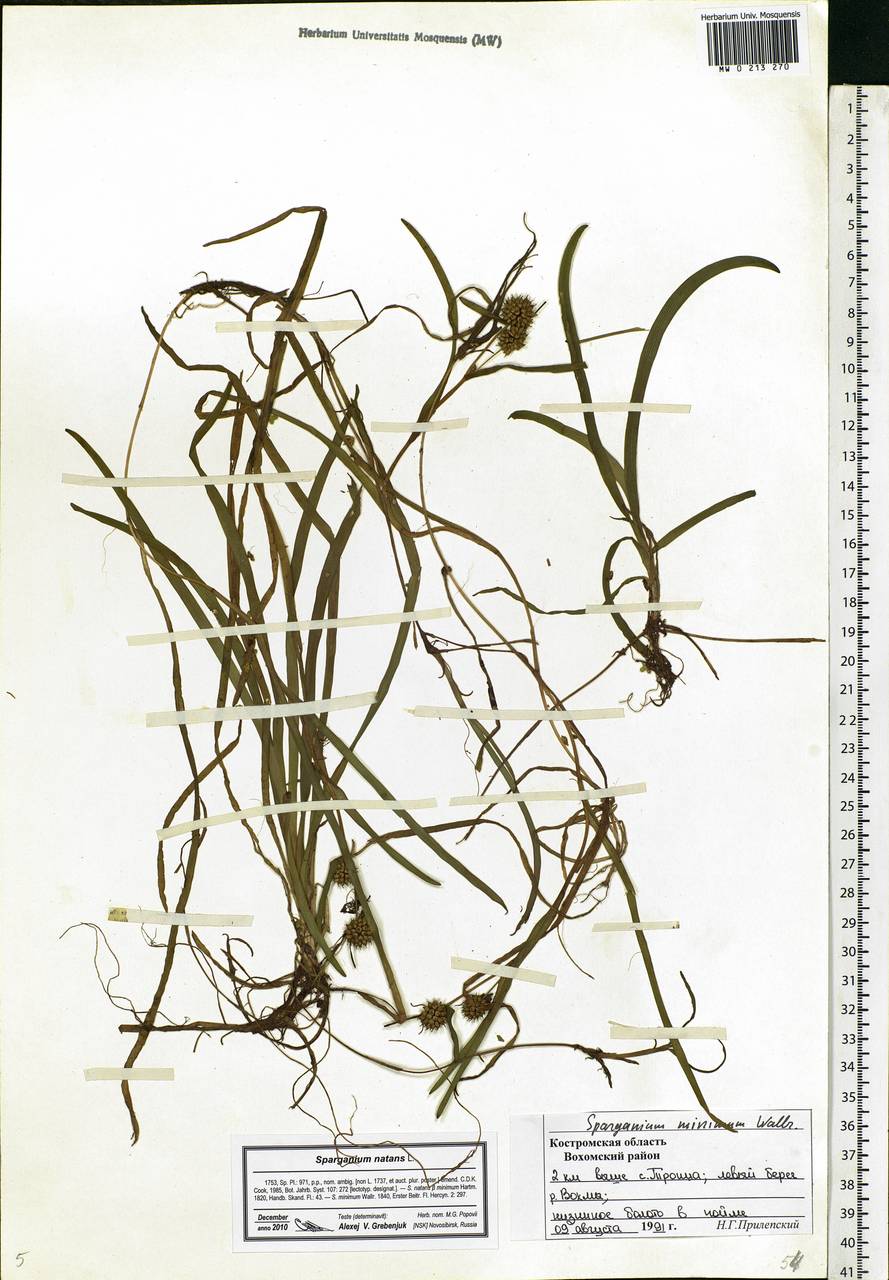 Sparganium natans L., Eastern Europe, Central forest region (E5) (Russia)