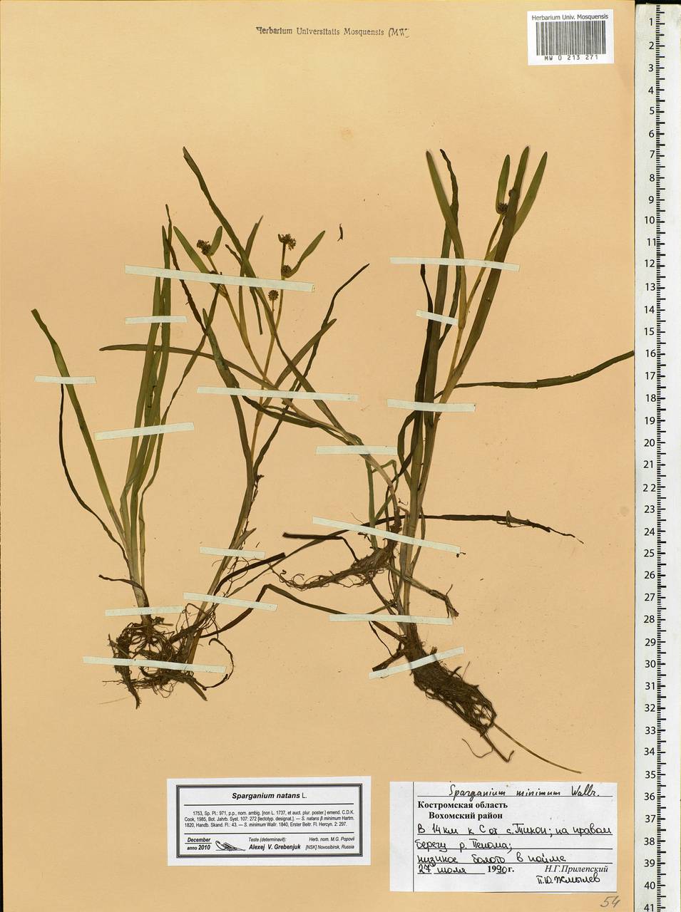 Sparganium natans L., Eastern Europe, Central forest region (E5) (Russia)