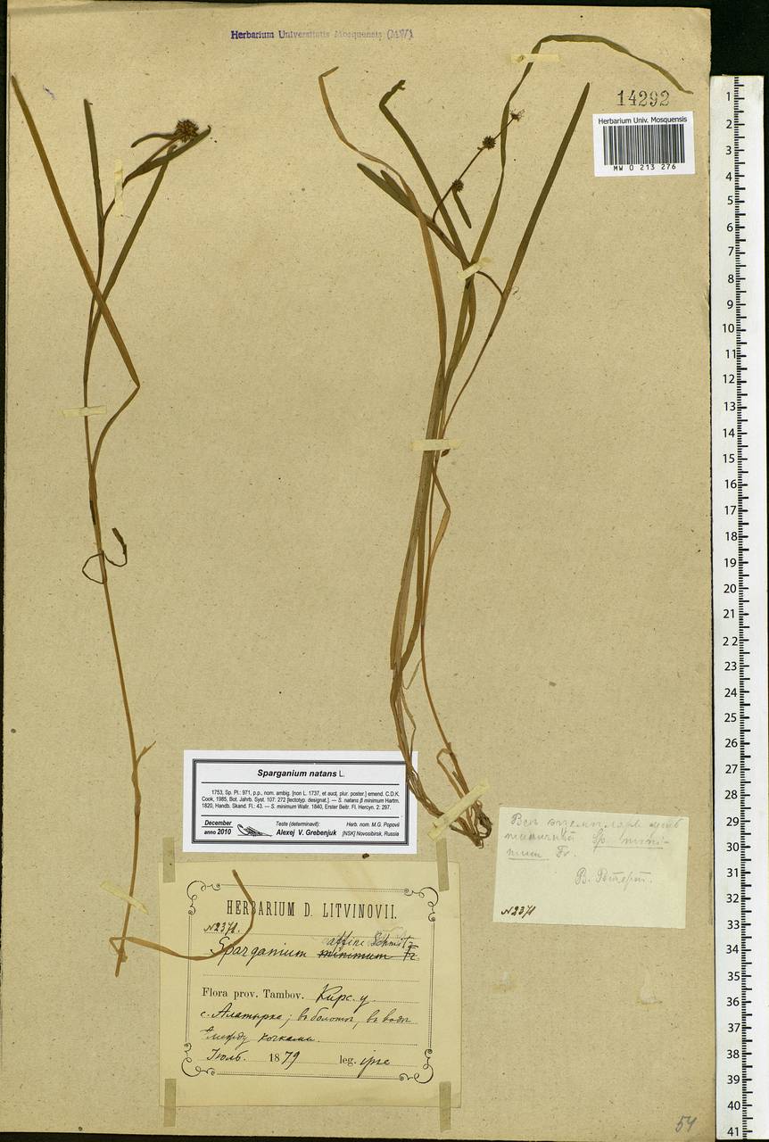 Sparganium natans L., Eastern Europe, Central forest-and-steppe region (E6) (Russia)