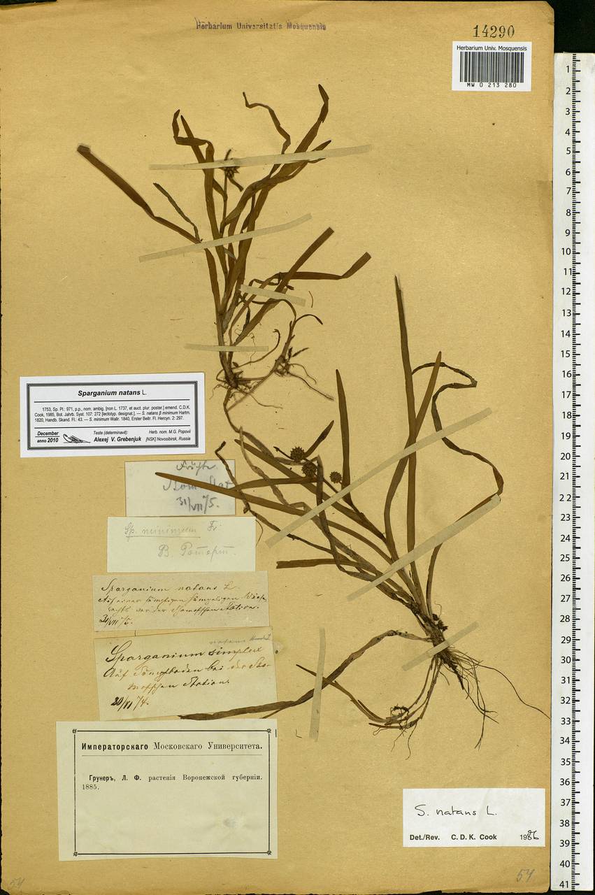 Sparganium natans L., Eastern Europe, Central forest-and-steppe region (E6) (Russia)