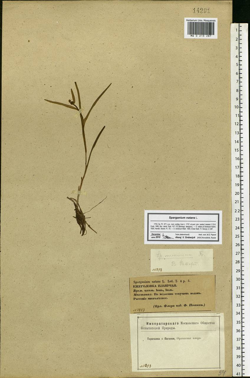 Sparganium natans L., Eastern Europe, Central forest-and-steppe region (E6) (Russia)