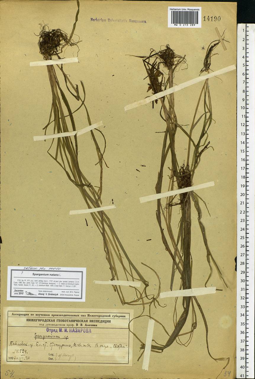 Sparganium natans L., Eastern Europe, Volga-Kama region (E7) (Russia)