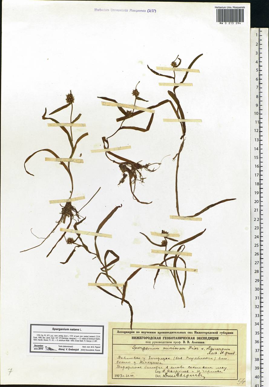 Sparganium natans L., Eastern Europe, Volga-Kama region (E7) (Russia)