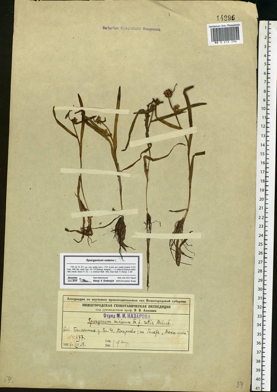 Sparganium natans L., Eastern Europe, Volga-Kama region (E7) (Russia)