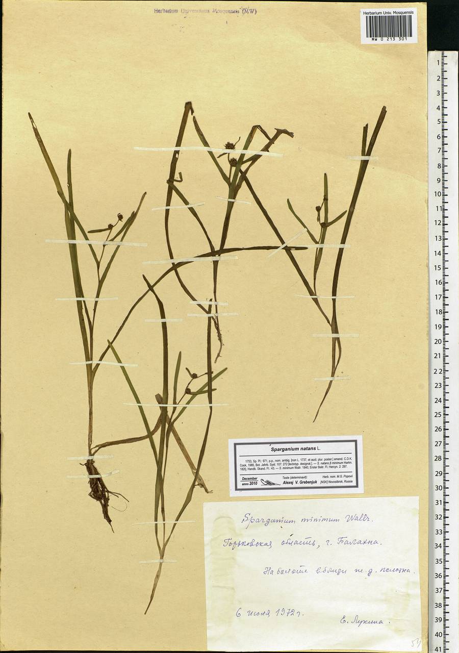 Sparganium natans L., Eastern Europe, Volga-Kama region (E7) (Russia)