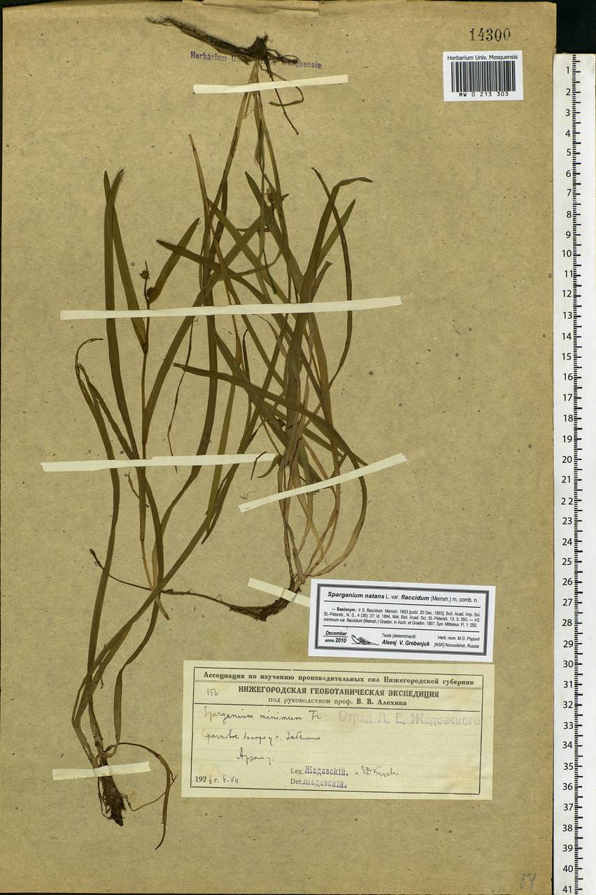 Sparganium natans L., Eastern Europe, Volga-Kama region (E7) (Russia)