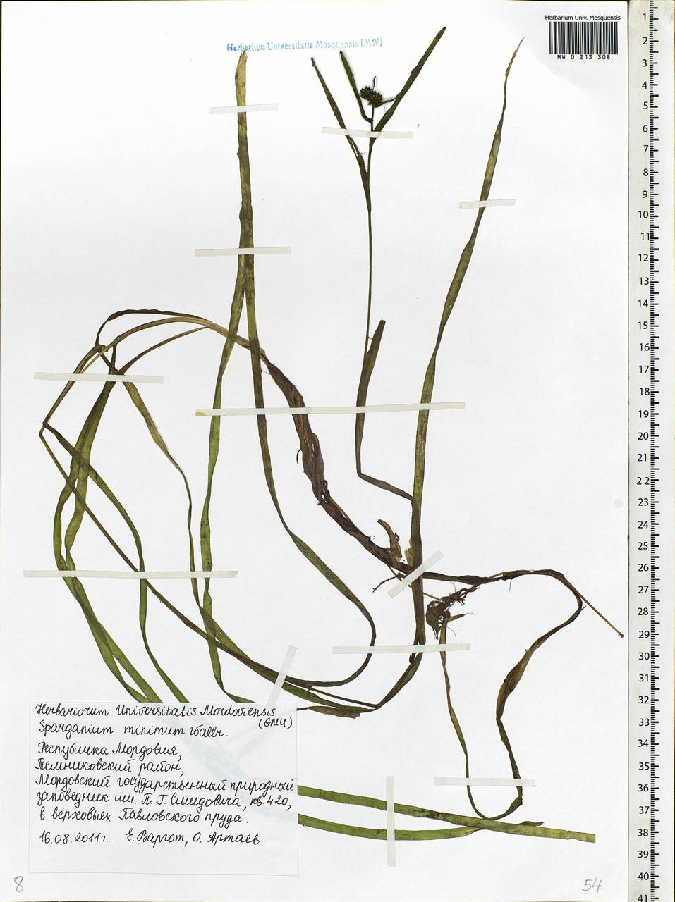 Sparganium natans L., Eastern Europe, Middle Volga region (E8) (Russia)