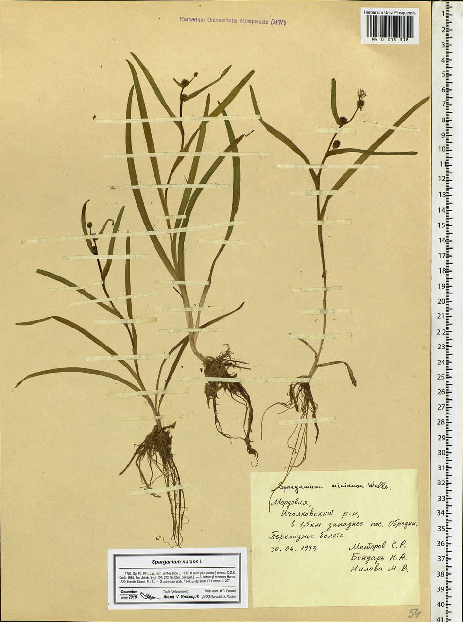 Sparganium natans L., Eastern Europe, Middle Volga region (E8) (Russia)