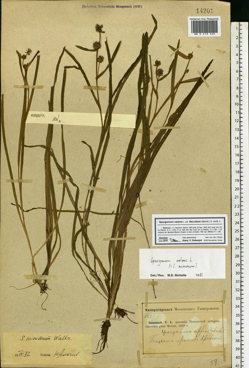 Sparganium natans L., Eastern Europe, Middle Volga region (E8) (Russia)