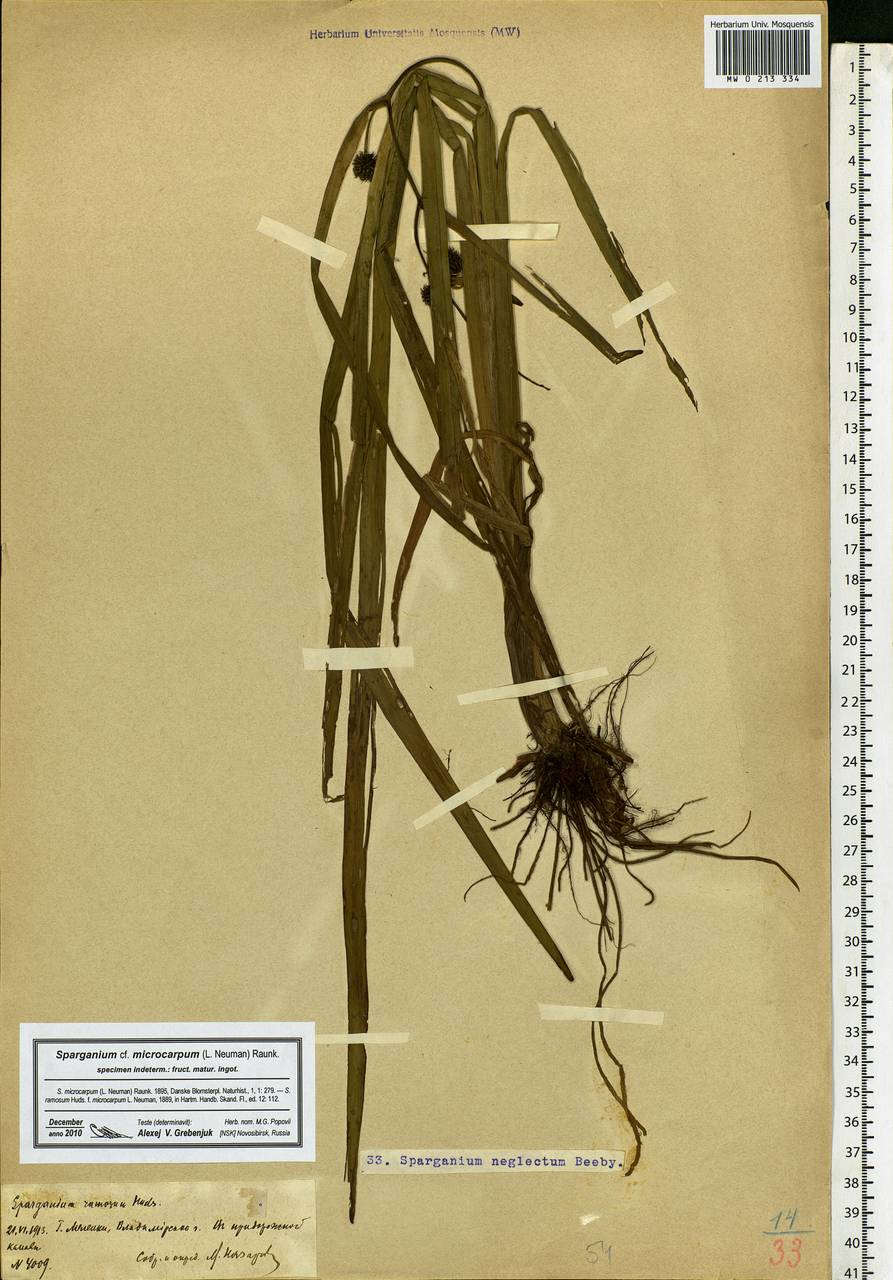 Sparganium erectum subsp. neglectum (Beeby) K.Richt., Eastern Europe, Central region (E4) (Russia)