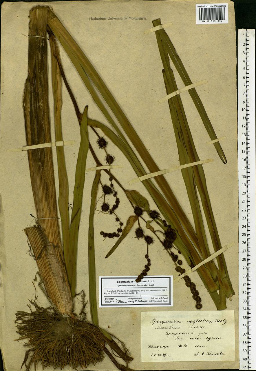 Sparganium erectum subsp. neglectum (Beeby) K.Richt., Eastern Europe, Moscow region (E4a) (Russia)