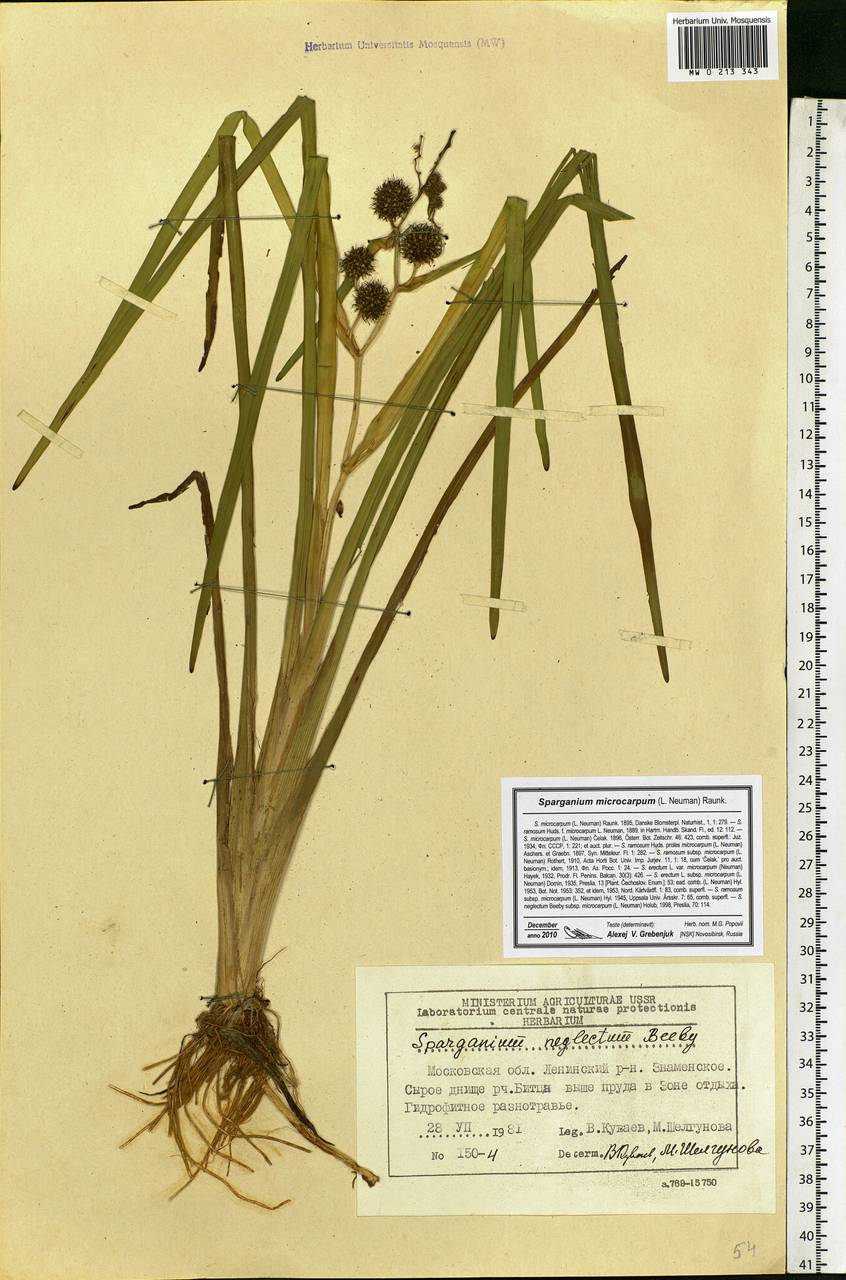 Sparganium erectum subsp. neglectum (Beeby) K.Richt., Eastern Europe, Moscow region (E4a) (Russia)