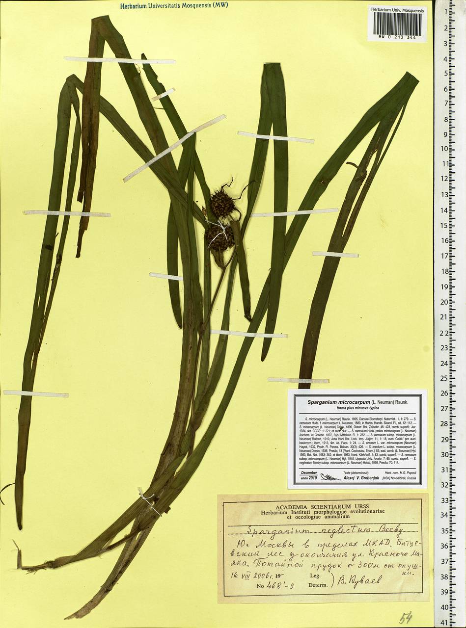 Sparganium erectum subsp. neglectum (Beeby) K.Richt., Eastern Europe, Moscow region (E4a) (Russia)