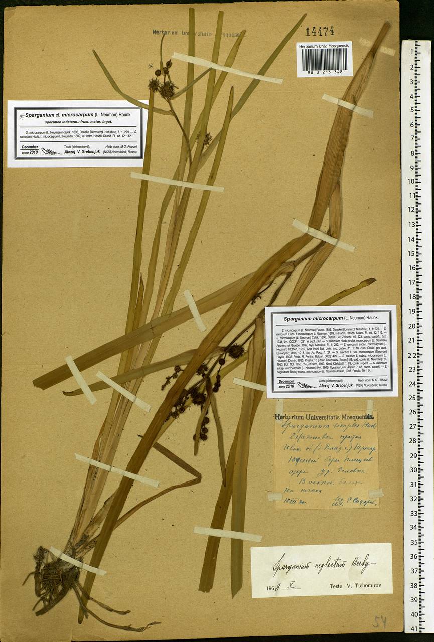 Sparganium erectum subsp. neglectum (Beeby) K.Richt., Eastern Europe, Central forest region (E5) (Russia)