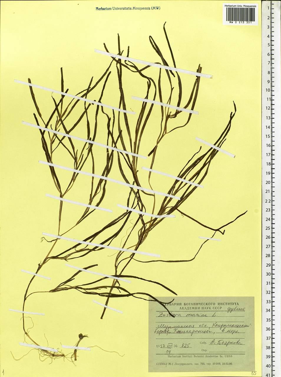 Zostera marina L., Eastern Europe, Northern region (E1) (Russia)