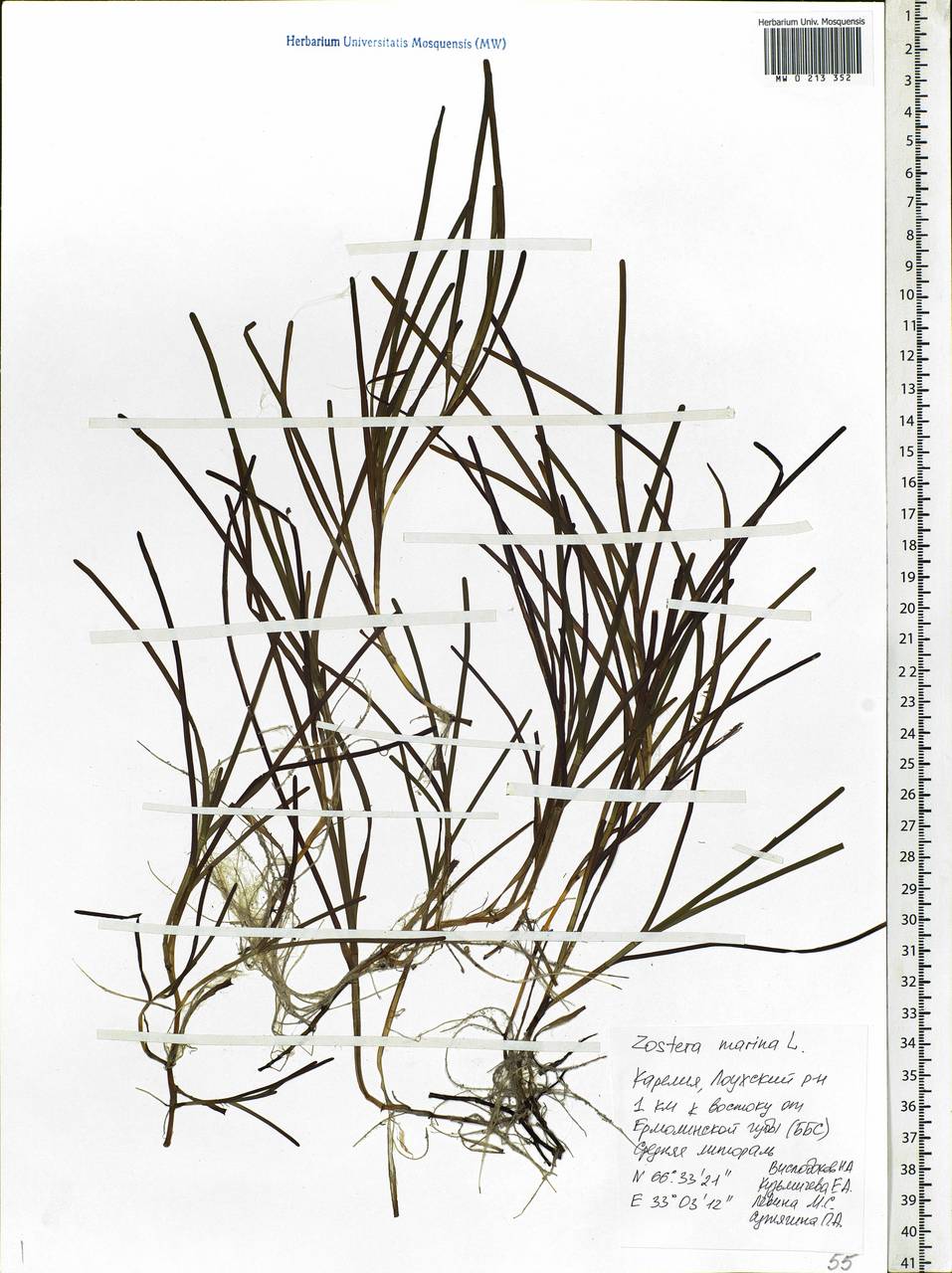 Zostera marina L., Eastern Europe, Northern region (E1) (Russia)