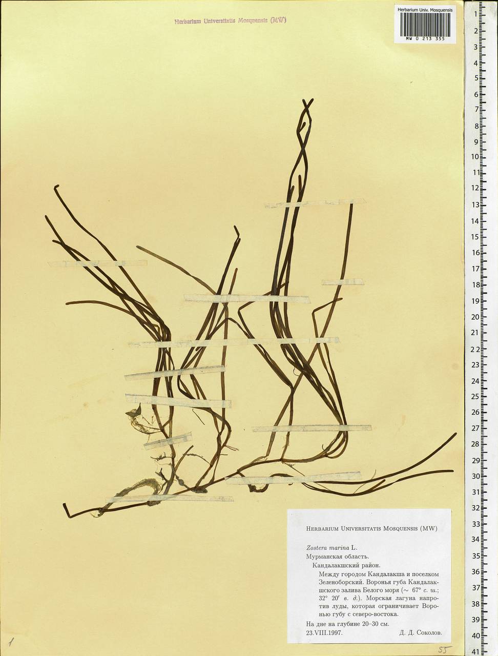 Zostera marina L., Eastern Europe, Northern region (E1) (Russia)