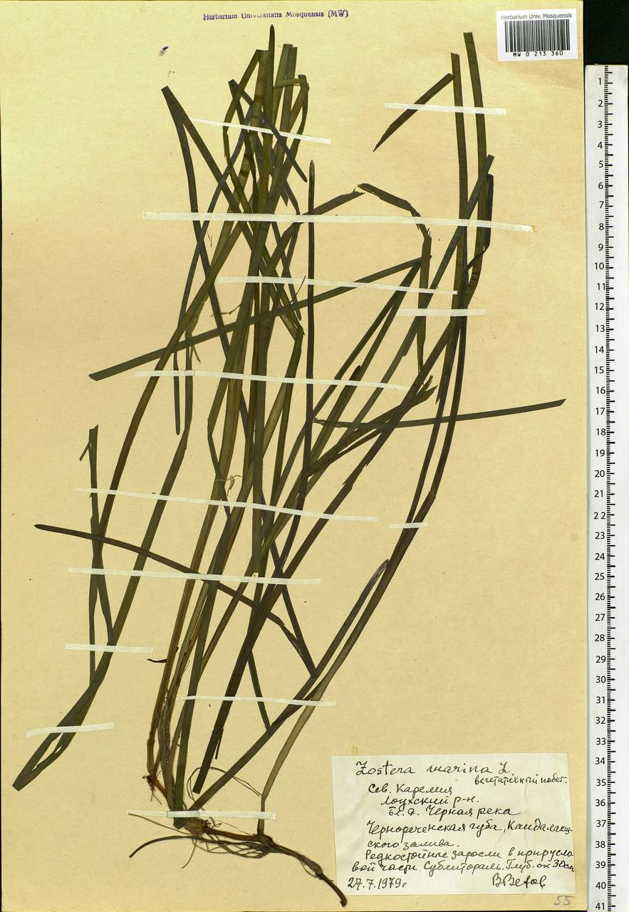 Zostera marina L., Eastern Europe, Northern region (E1) (Russia)